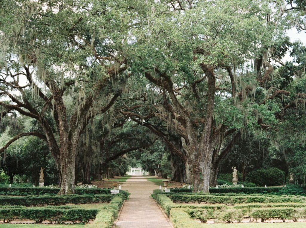 Portrait of the oak lined alley at Rosedown Plantation in Saint Francisville, LA, photographed by Morgan Alysse Photography.