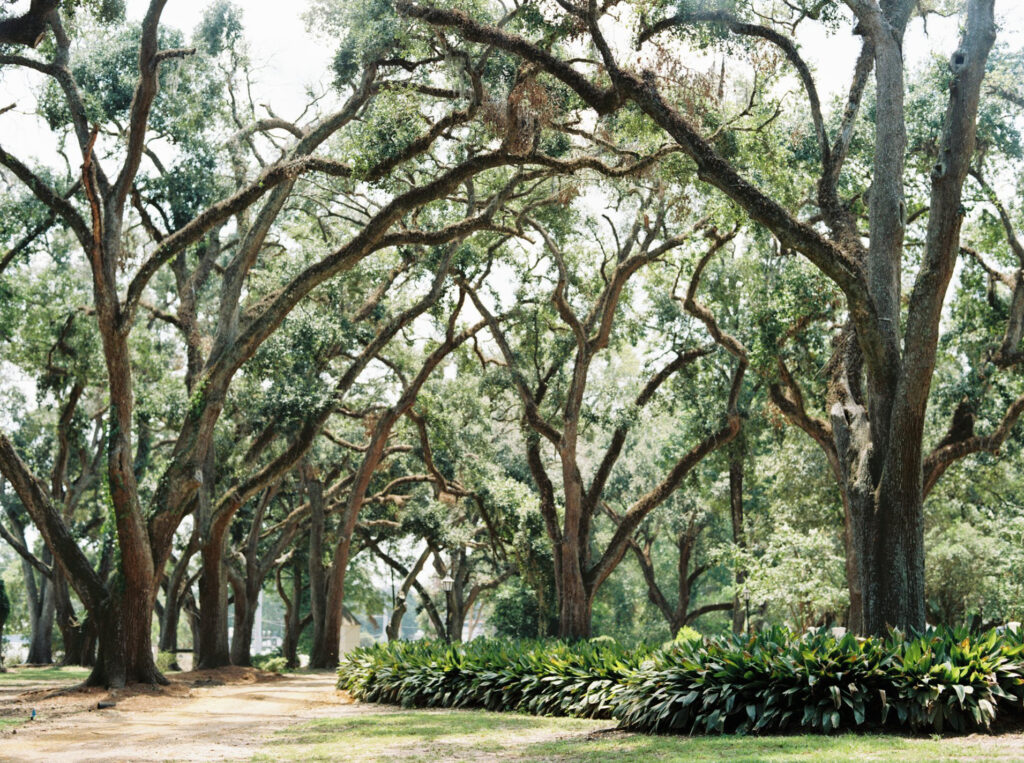 Portrait of oak lined front lawn| Photos of The Myrtles Plantation in Saint Francisville, LA, photographed by Morgan Alysse Photography