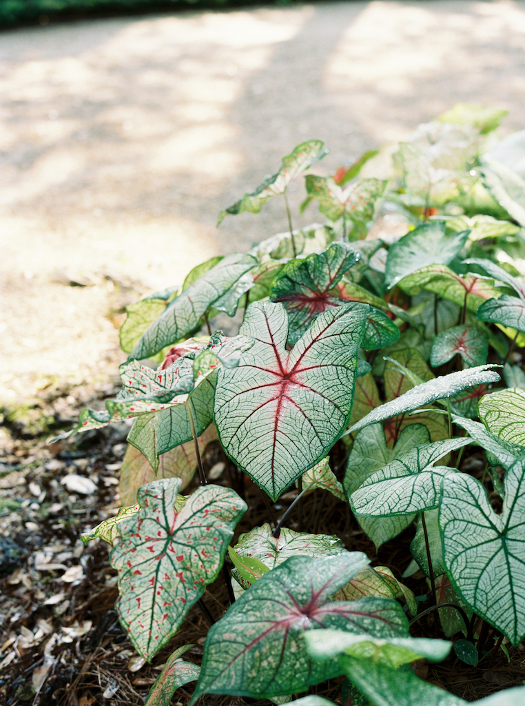 Romantic Rosedown Plantation engagement session in Saint Francisville, Louisiana, shot by Morgan Alysse Photography.